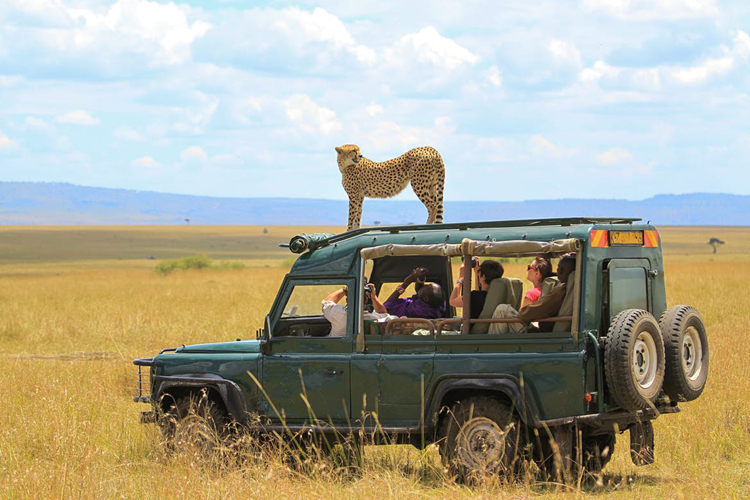 safarii
